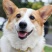 柯基犬合作养殖户加盟包回收签订合同多多种品种犬