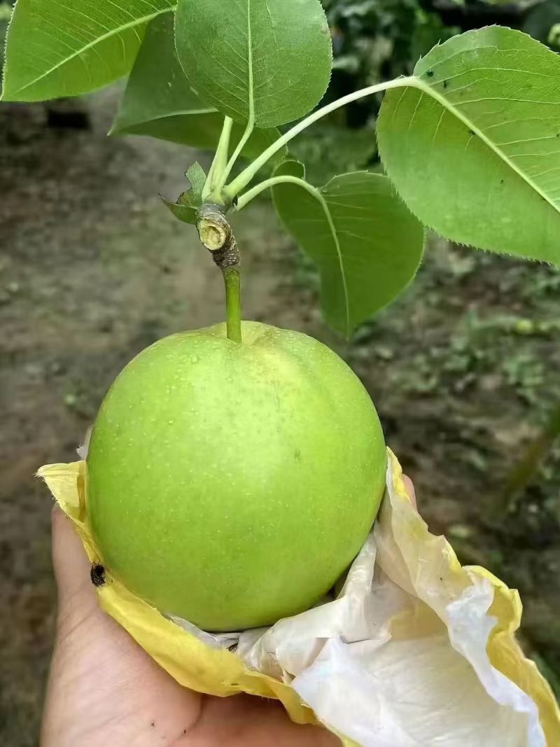翠玉青皮蜜梨一手货源，产地直发，专业代收代发全国