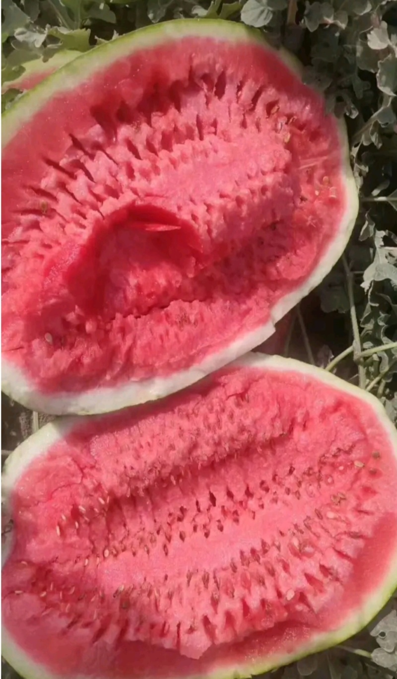 硒砂瓜~西瓜中的上品。宁夏硒砂瓜已上市，需要采购联系