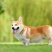 柯基犬平台推荐合作养殖加盟回收多种品种犬