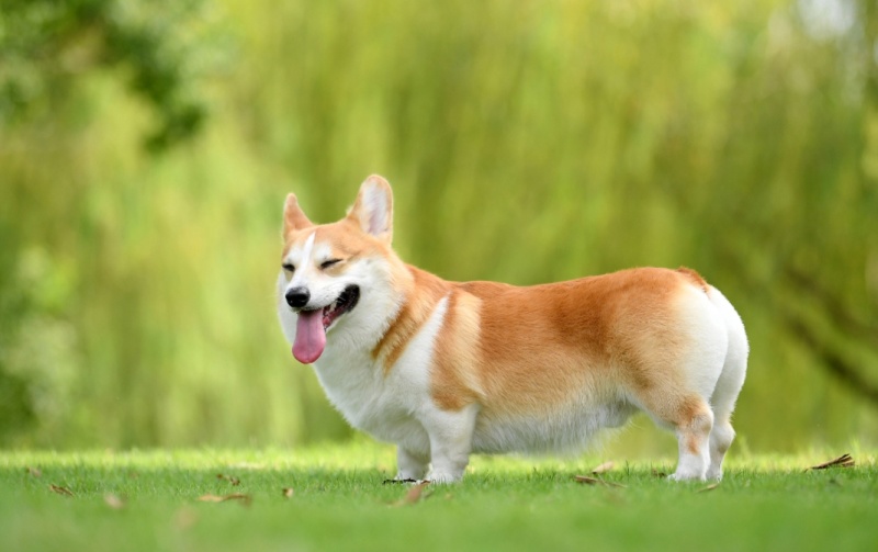 柯基犬平台推荐合作养殖加盟回收多种品种犬