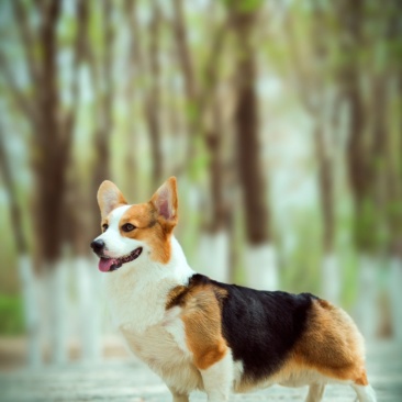 柯基犬合作加盟诚信商家签订合同多种品种犬