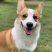 柯基犬合作加盟诚信商家签订合同多种品种犬