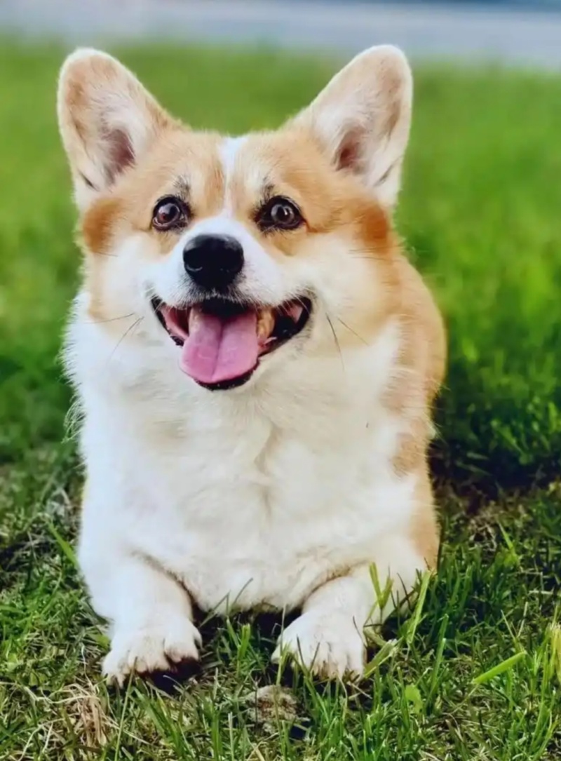 柯基犬平台备案平台推荐合作养殖签订合同多重品