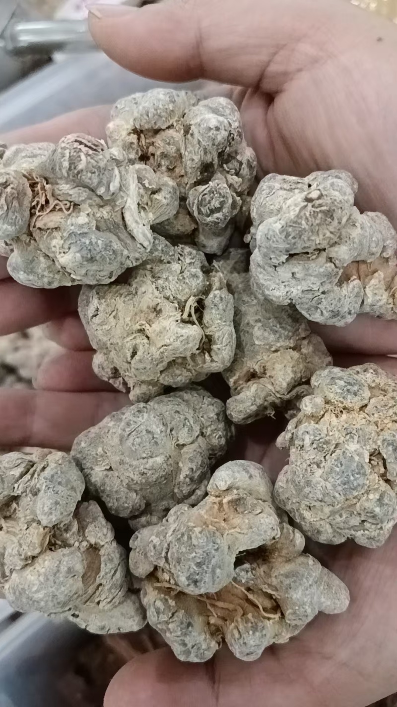三七