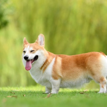 柯基犬平台合作平台备案平台推荐养殖回收多种品