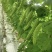 夹江苦瓜/油苦瓜大量有货基地直供可视频看货欢迎咨询