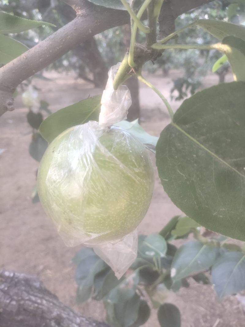 邢台青皇冠梨/鸭梨/雪花梨大量上市基地直供甜度高品质优