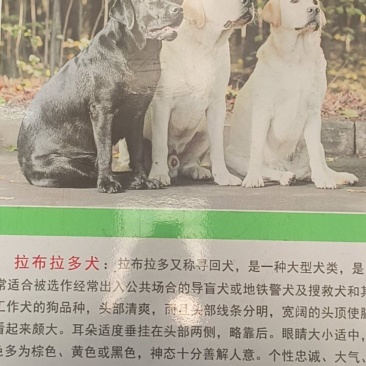 拉布拉多犬平台推荐合作养殖加盟回收平台备案多种品种