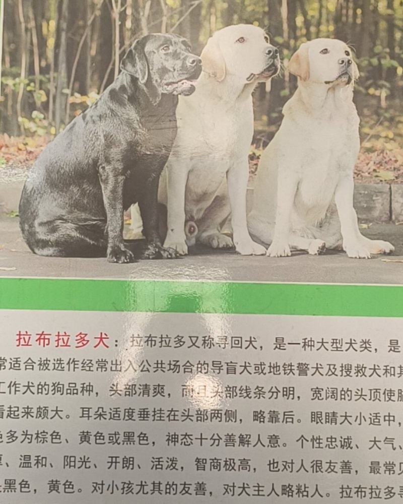 拉布拉多犬平台推荐合作养殖加盟回收平台备案多种品种