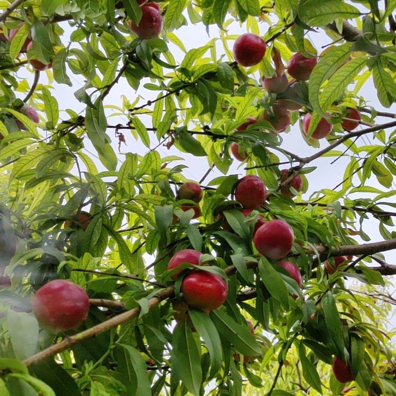珍珠小油桃