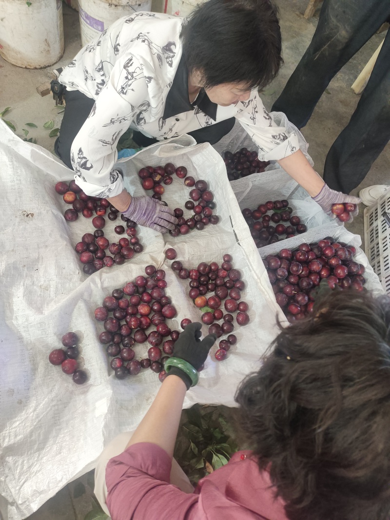 红布朗李子\小布朗\红宝石李子河南南阳产地直发一条龙服务