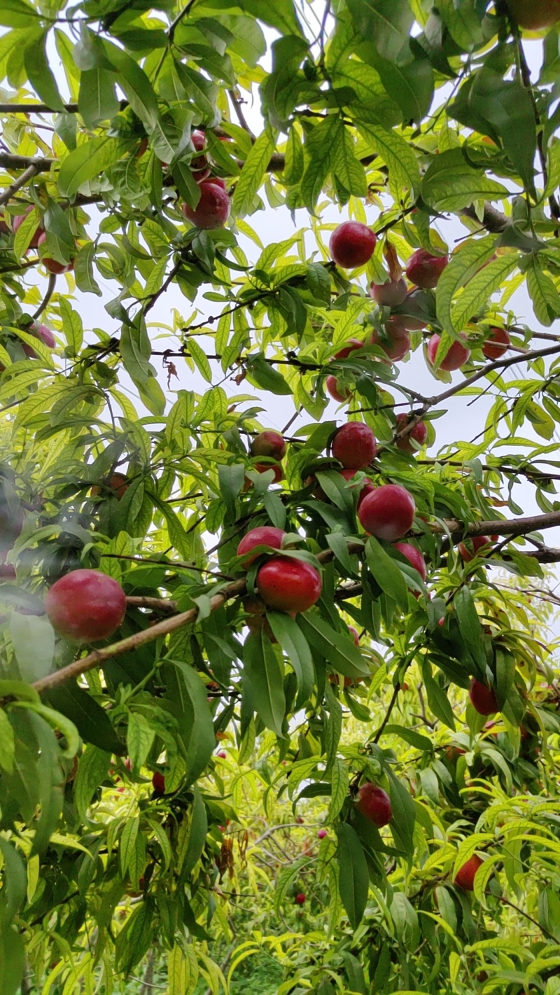 珍珠小油桃