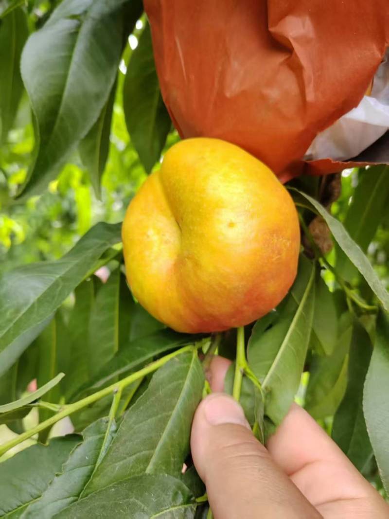油潘九上市