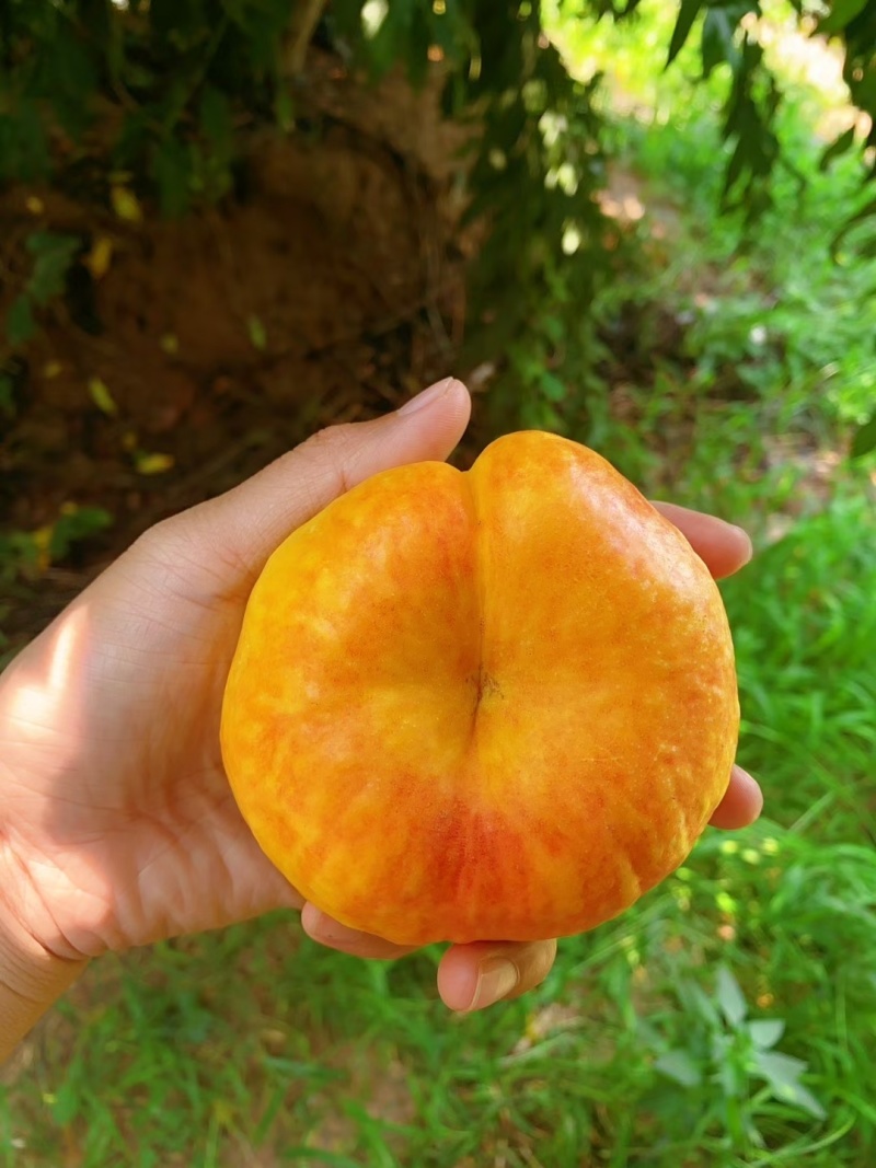 油潘九上市