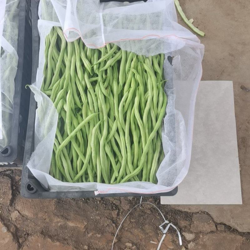 架豆王！无丝豆！
