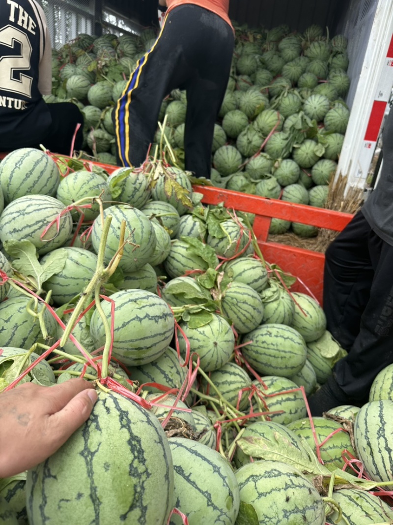 精品北海大棚小吊瓜