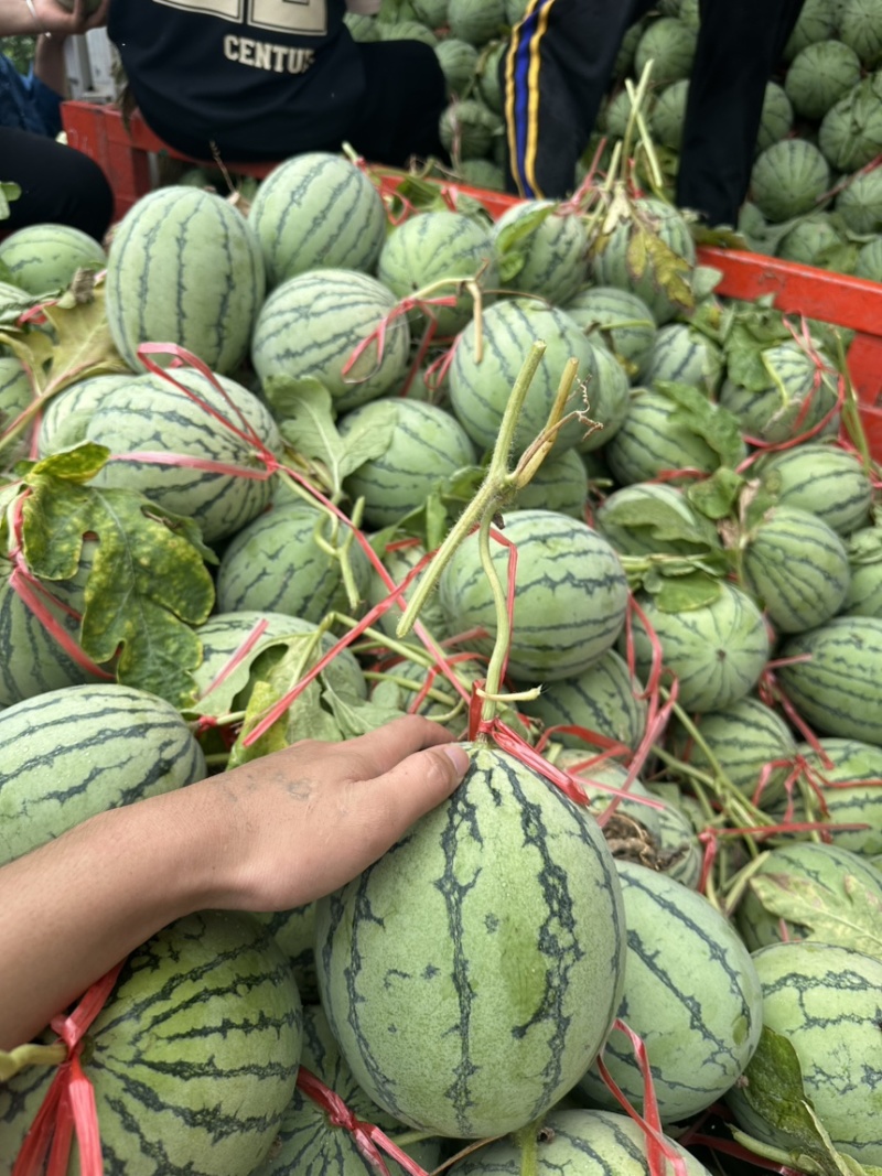 精品北海大棚小吊瓜