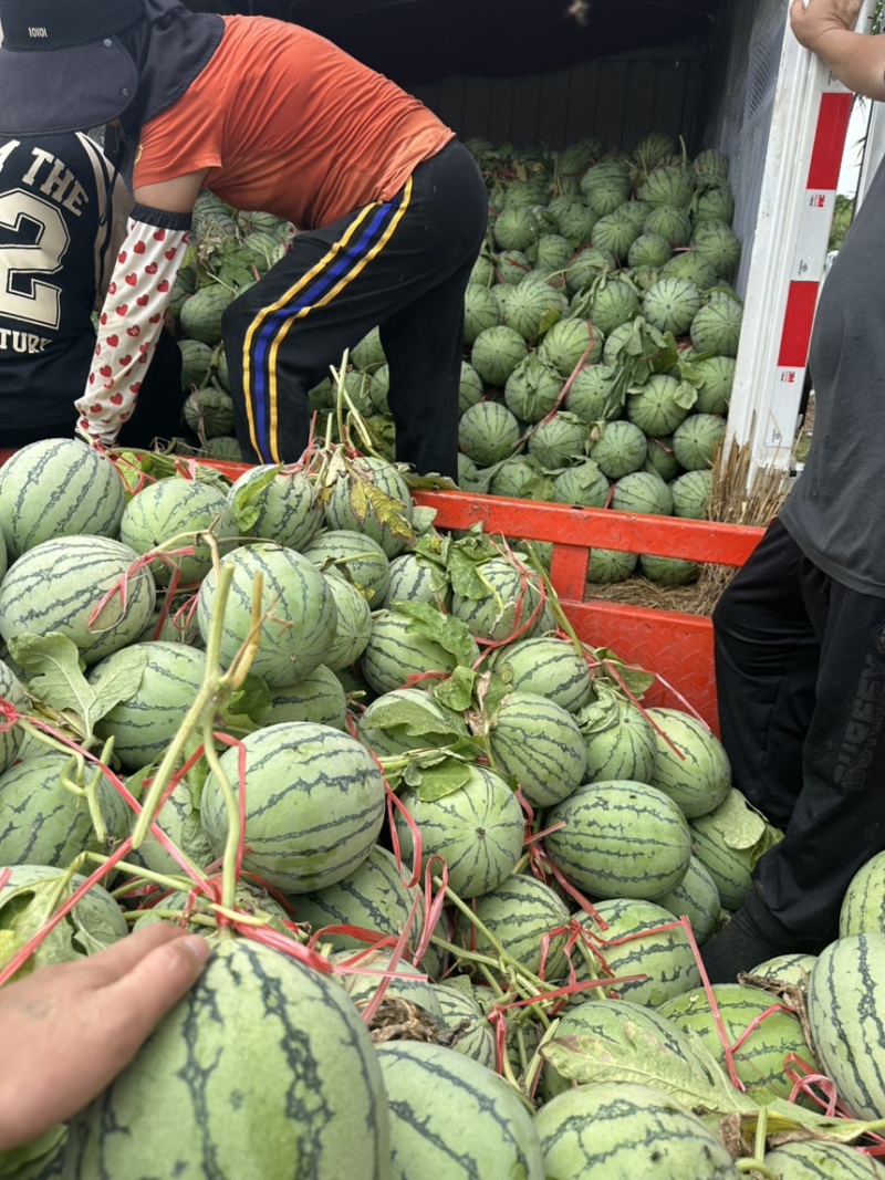 精品北海大棚小吊瓜