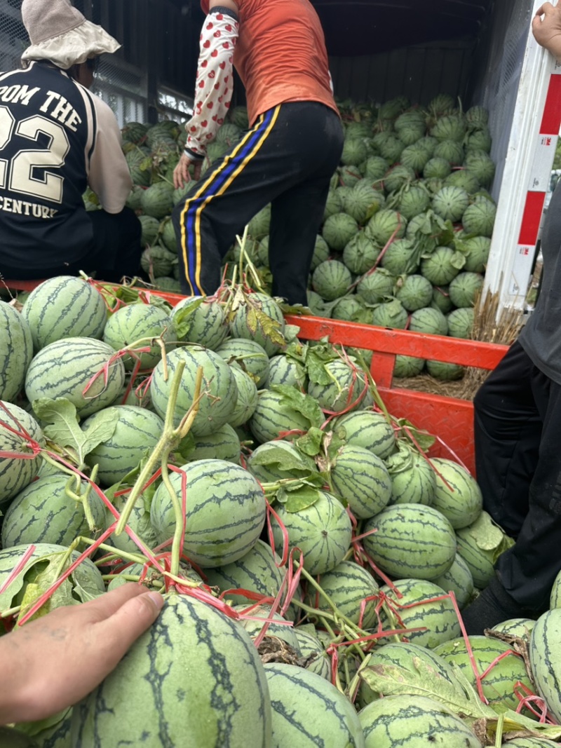 精品北海大棚小吊瓜