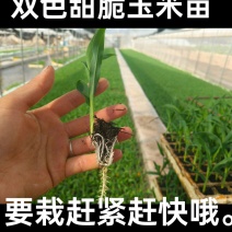 双色甜脆玉米苗