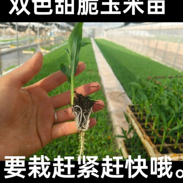 双色甜脆玉米苗