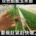 双色甜脆玉米苗