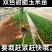 双色甜脆玉米苗