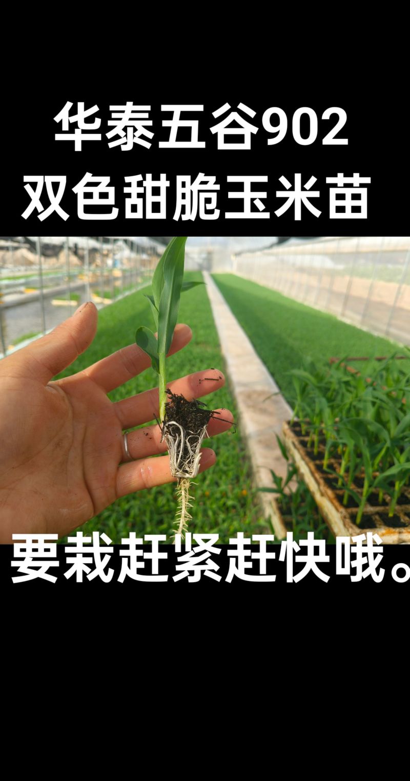 双色甜脆玉米苗