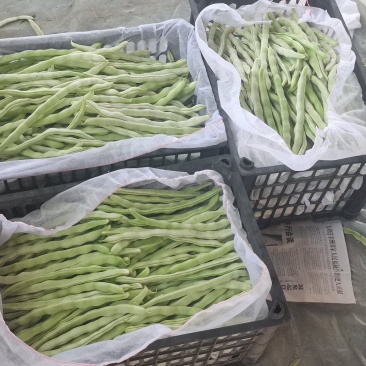 产地直发精品白豆！