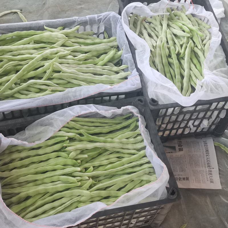 产地直发精品白豆！