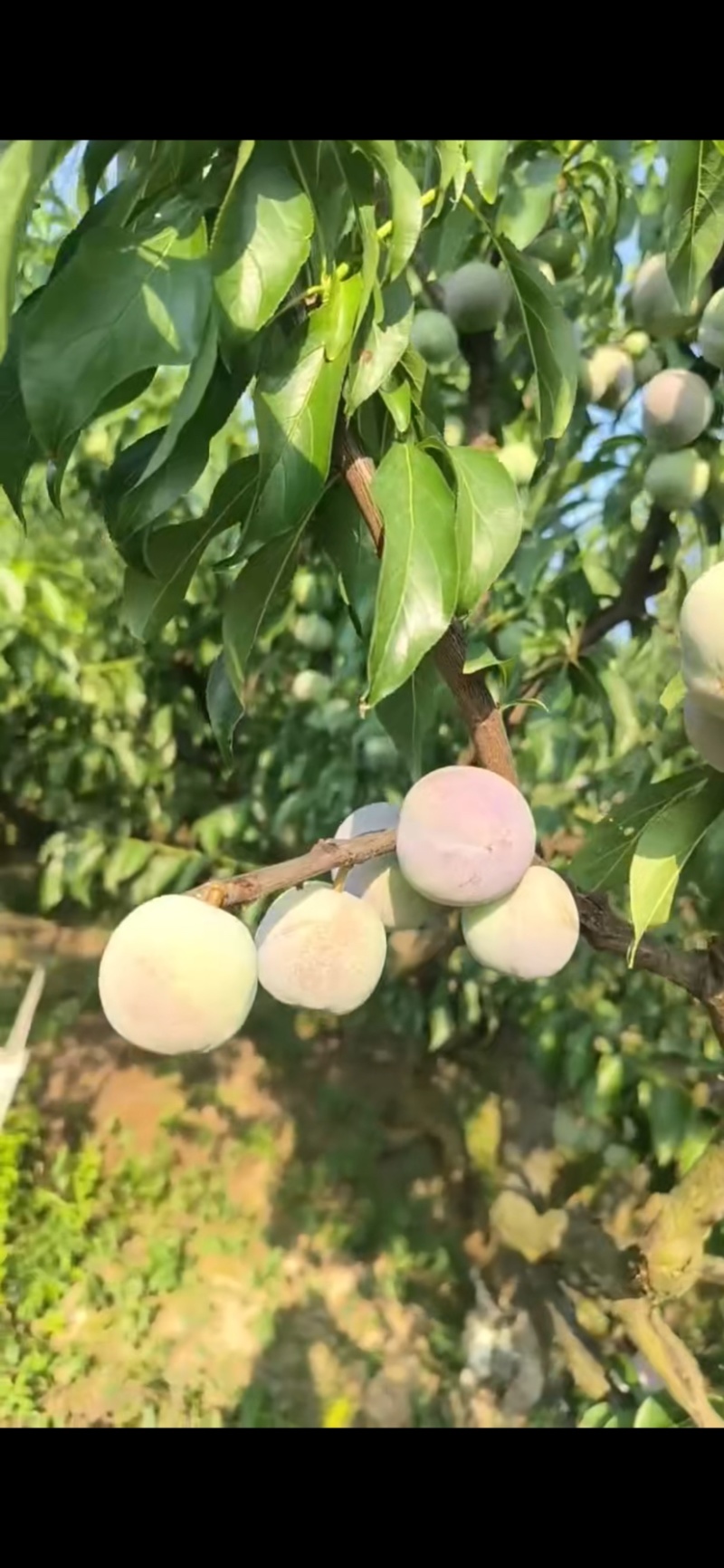 屏山茵红李