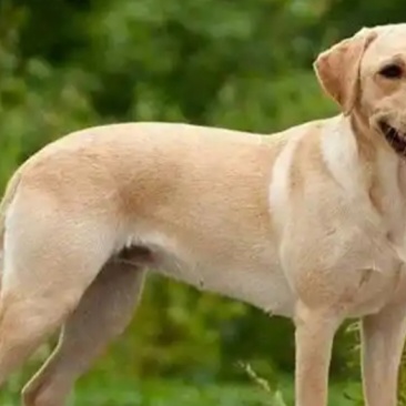 拉布拉多犬合作养殖加盟回收签订合同多种品种犬