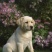 拉布拉多犬合作养殖加盟回收签订合同多种品种犬