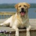 拉布拉多犬合作养殖加盟回收签订合同多种品种犬