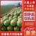 宁夏硒砂瓜石头瓜全国发货包熟包甜耐运输