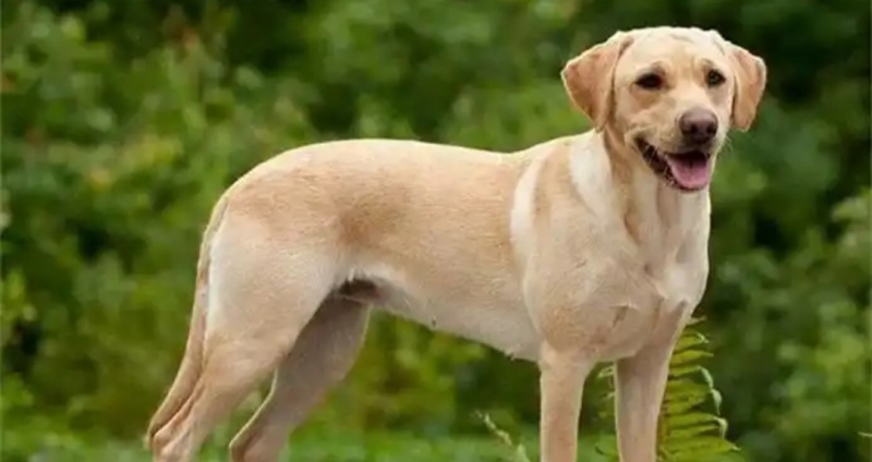 拉布拉多犬平台备案合作养殖加盟回收多种品种犬