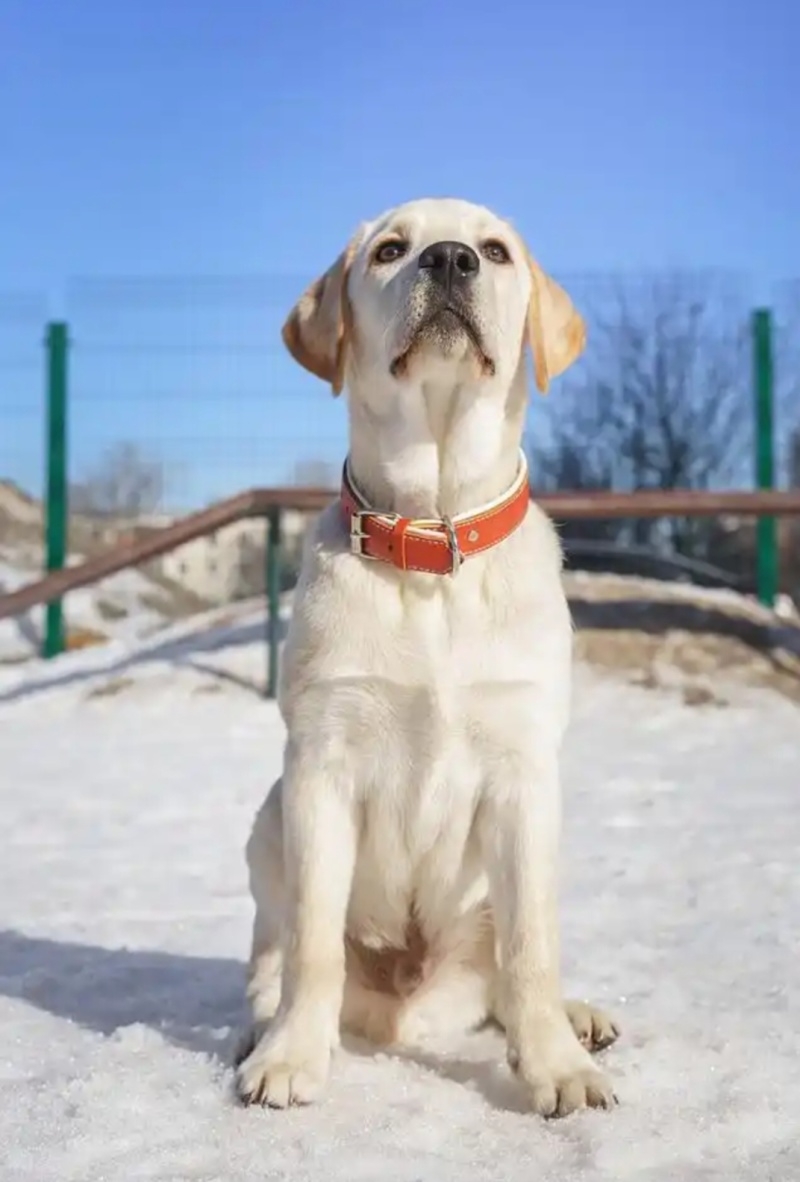 拉布拉多犬平台备案合作养殖加盟回收多种品种犬