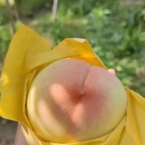 精品湖景蜜露桃，基地直发，可对接电商商超等，量大从优