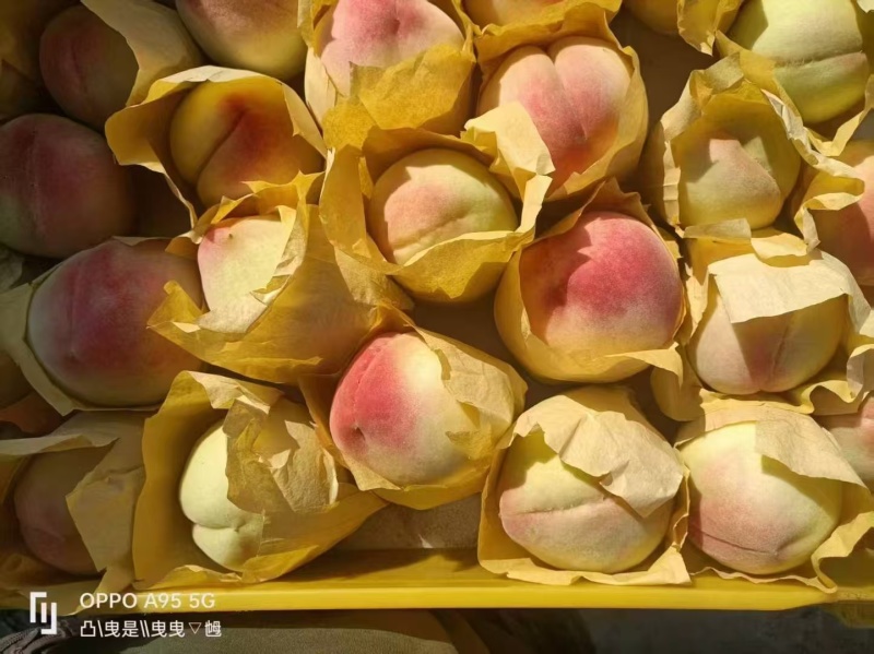 精品湖景蜜露桃，基地直发，可对接电商商超等，量大从优