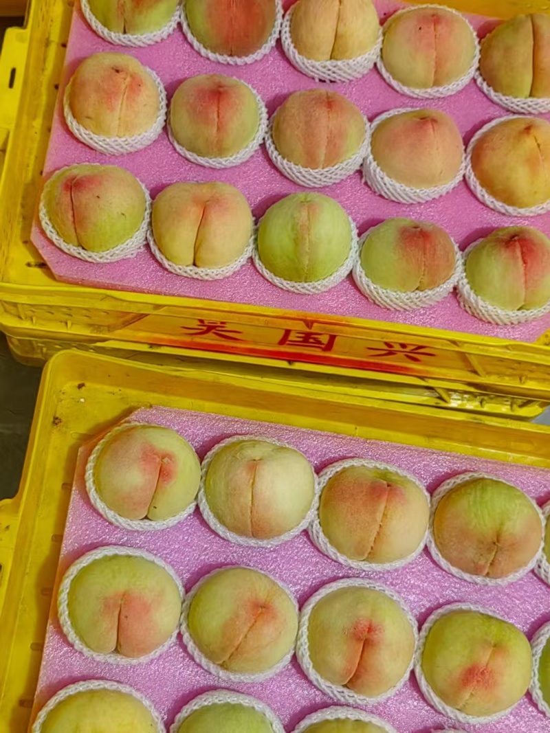 精品湖景蜜露桃，基地直发，可对接电商商超等，量大从优