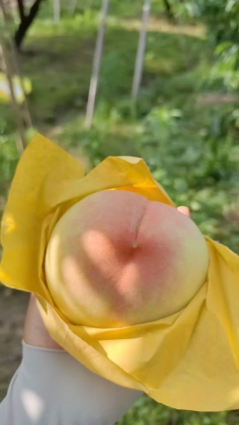 精品湖景蜜露桃，基地直发，可对接电商商超等，量大从优