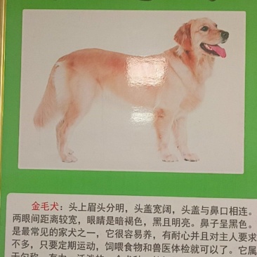 金毛犬平台推荐合作养殖加盟回收签订合同