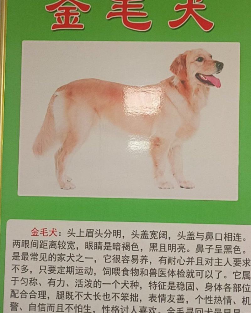 金毛犬平台推荐合作养殖加盟回收签订合同