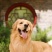 金毛犬平台推荐合作养殖加盟回收签订合同