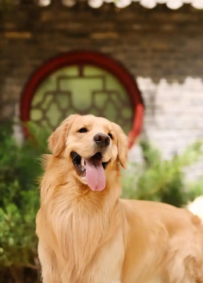 金毛犬平台推荐合作养殖加盟回收签订合同