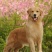 金毛犬平台推荐合作养殖加盟回收签订合同
