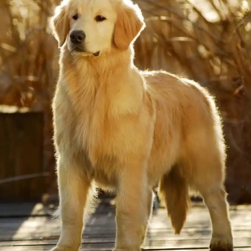 金毛犬合作养殖加盟回收签订合同多种品种犬