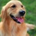 金毛犬合作养殖加盟回收签订合同多种品种犬