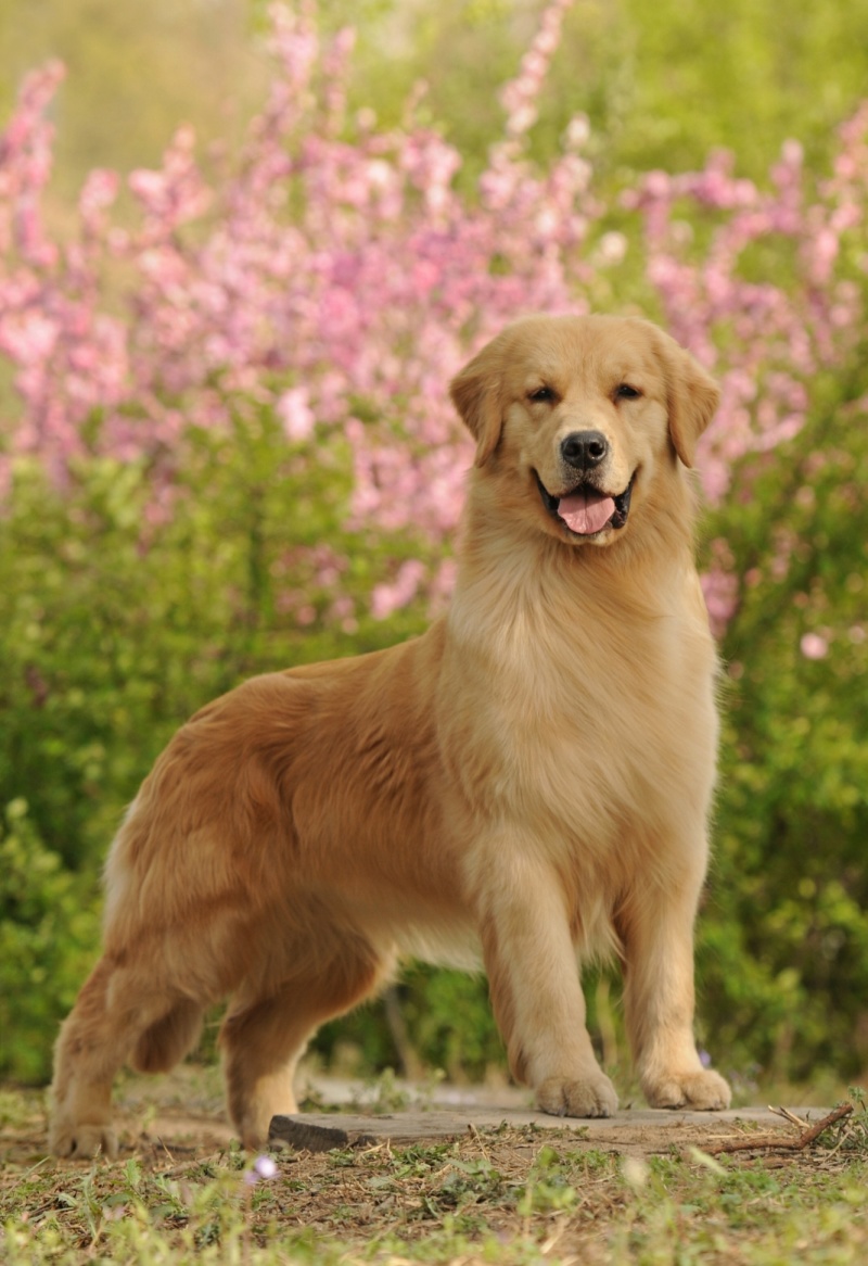 金毛犬平台推荐合作养殖加盟回收签订合同